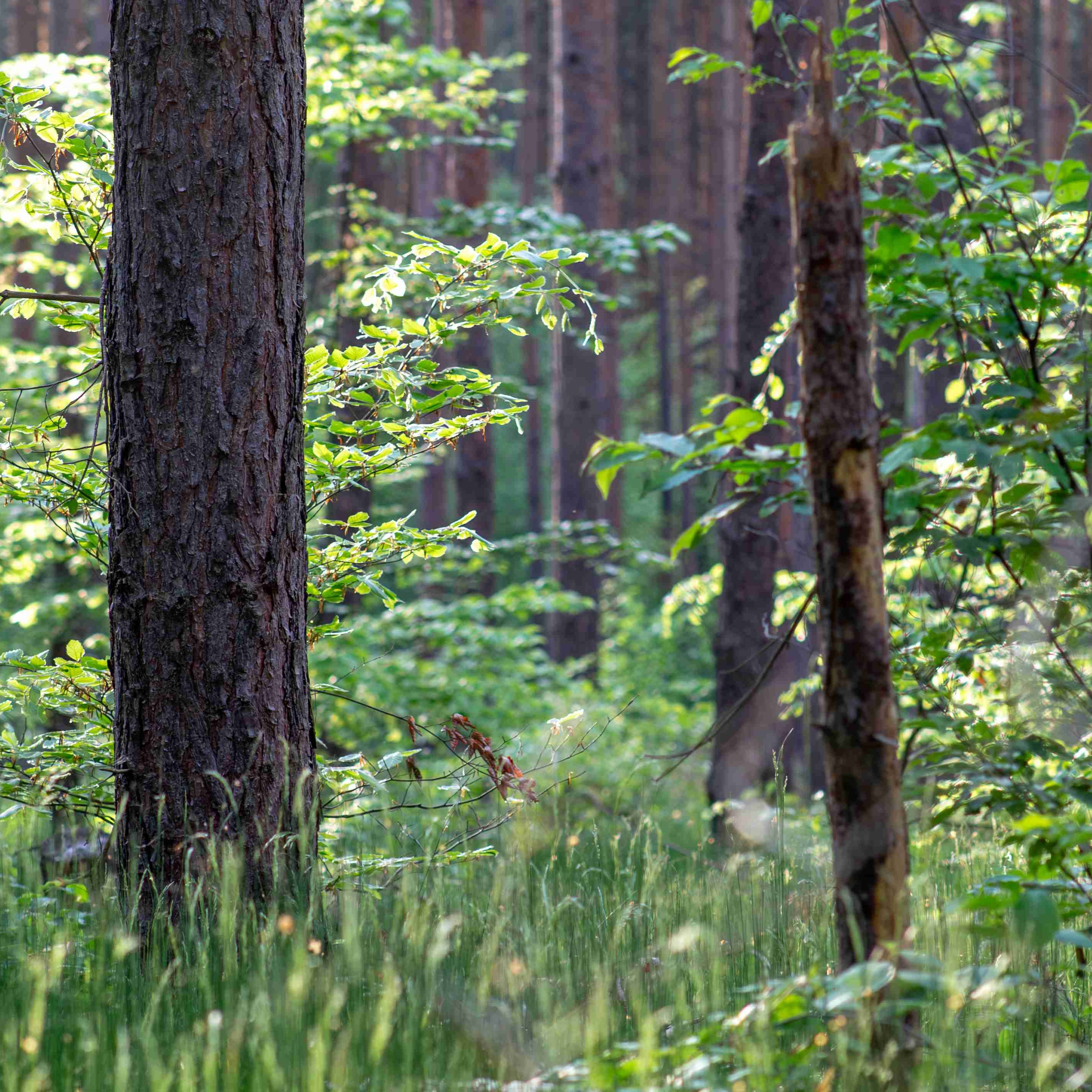 Wald